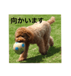 面白トイプードル・モモ3（個別スタンプ：3）