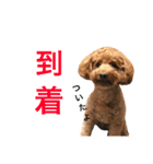 面白トイプードル・モモ3（個別スタンプ：4）