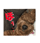 面白トイプードル・モモ3（個別スタンプ：6）