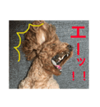 面白トイプードル・モモ3（個別スタンプ：7）