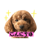 面白トイプードル・モモ3（個別スタンプ：10）