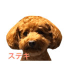 面白トイプードル・モモ3（個別スタンプ：12）
