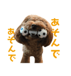 面白トイプードル・モモ3（個別スタンプ：13）