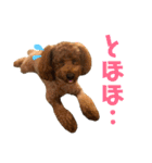 面白トイプードル・モモ3（個別スタンプ：14）