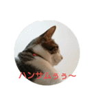 ムニちゃん日記③（個別スタンプ：8）