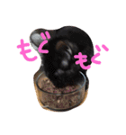 猫まとまり（個別スタンプ：1）