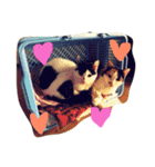 猫まとまり（個別スタンプ：3）