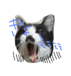猫まとまり（個別スタンプ：6）