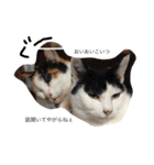 猫まとまり（個別スタンプ：11）
