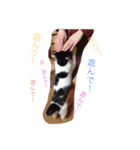 猫まとまり（個別スタンプ：12）