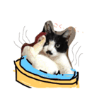 猫まとまり（個別スタンプ：13）
