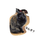 猫まとまり（個別スタンプ：17）