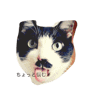 猫まとまり（個別スタンプ：19）