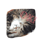 猫まとまり（個別スタンプ：20）
