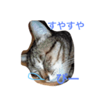 猫まとまり（個別スタンプ：23）