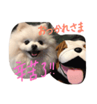ポメ家族！日本語と中国語の日常会話だよ！（個別スタンプ：2）