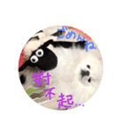 ポメ家族！日本語と中国語の日常会話だよ！（個別スタンプ：3）