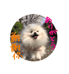 ポメ家族！日本語と中国語の日常会話だよ！（個別スタンプ：5）