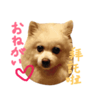 ポメ家族！日本語と中国語の日常会話だよ！（個別スタンプ：8）