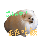 ポメ家族！日本語と中国語の日常会話だよ！（個別スタンプ：9）