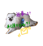 ポメ家族！日本語と中国語の日常会話だよ！（個別スタンプ：11）