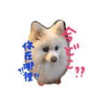 ポメ家族！日本語と中国語の日常会話だよ！（個別スタンプ：12）