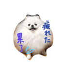 ポメ家族！日本語と中国語の日常会話だよ！（個別スタンプ：14）