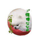 ポメ家族！日本語と中国語の日常会話だよ！（個別スタンプ：16）