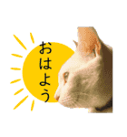 愛猫の葉羽（よう）くん写真スタンプⅡ（個別スタンプ：1）