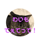 トトの播州弁。（個別スタンプ：1）