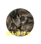 トトの播州弁。（個別スタンプ：3）