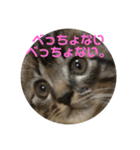 トトの播州弁。（個別スタンプ：7）