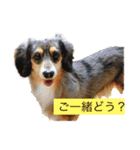 トニーワン（個別スタンプ：1）