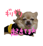 ちわわの日常（個別スタンプ：2）