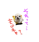 ちわわの日常（個別スタンプ：4）