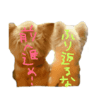 ちわわの日常（個別スタンプ：5）