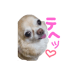 ちわわの日常（個別スタンプ：6）