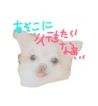 ちわわの日常（個別スタンプ：7）