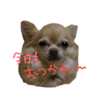 ちわわの日常（個別スタンプ：8）