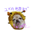 ちわわの日常（個別スタンプ：9）