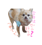 ちわわの日常（個別スタンプ：11）