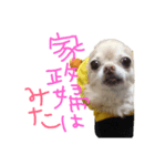 ちわわの日常（個別スタンプ：16）