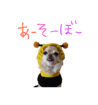 ちわわの日常（個別スタンプ：18）
