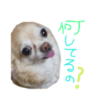 ちわわの日常（個別スタンプ：19）