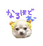ちわわの日常（個別スタンプ：20）