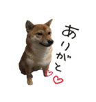 柴犬麦（個別スタンプ：1）
