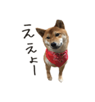 柴犬麦（個別スタンプ：3）