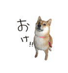 柴犬麦（個別スタンプ：4）