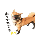 柴犬麦（個別スタンプ：5）