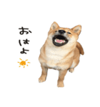 柴犬麦（個別スタンプ：6）